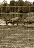 Burly Field Fence (47 330' X 6Stay Spacing)